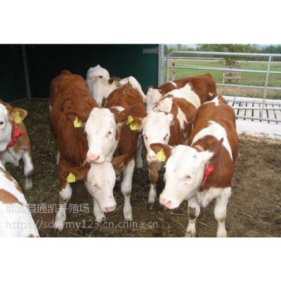 300斤黄白花肉牛犊价格 促销鲁西黄牛种牛 纯种西门塔尔肉牛养殖场