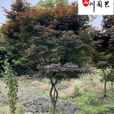 出售精品中国红枫 四川红枫基地直供 8-15公分中国红枫价格 量大***