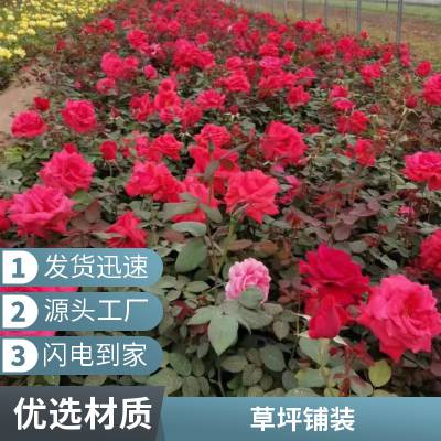 房山别墅私家花园设计混播草坪施工铺装园林景观设计户外草坪铺装
