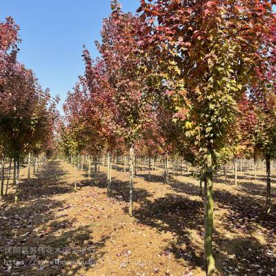苏伟花木场15公分美国红枫 秋季观赏叶色鲜艳 景观行道树