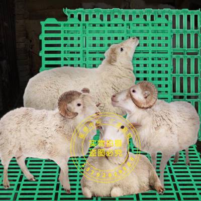 新疆羊用粪板 山西羊粪板图片 新疆库尔勒羊床厂家