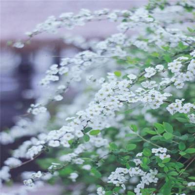 基地大量供应 喷雪花 绣线菊 雪柳 公园庭院开花绿植 花期长 花量大 园林布局景观花苗 欢迎选购