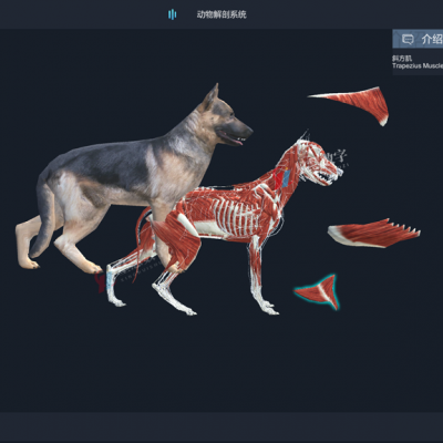 3D临床兽医学软件 动物解剖虚拟系统