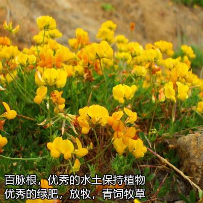 ӦӰҶӻƻˮֲ