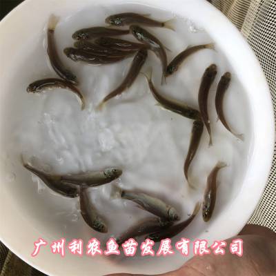 浙江舟山丁岁鱼苗出售浙江义乌丁桂鱼苗***格