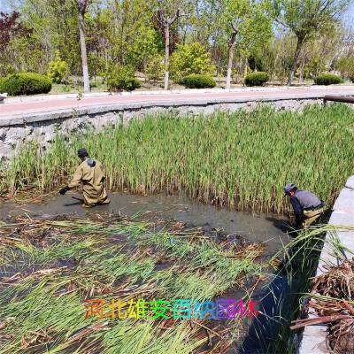 杀香蒲 公园杀香蒲 湿地杀香蒲 河道杀香蒲 ***绝杀香蒲哪种方法好