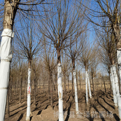 馒头柳供应商-科学管理-基地出售-远销河北江苏江西