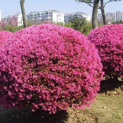 产品标签|***红花继木树苗灌木价    格订货量￥20.