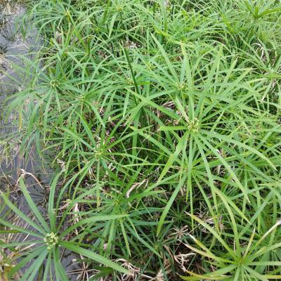 基地出售水生植物風車草公園水體溼地綠化旱傘草水竹草