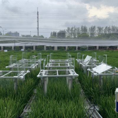 黍峰生物干旱光合多通道冠层光合仪费用 上海黍峰生物科技供应