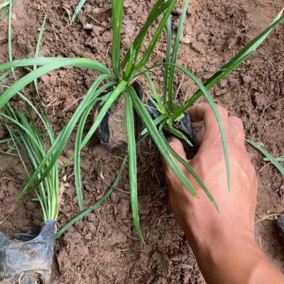 兰花三七小苗 大花地园林 花卉花镜地被植物 四季开花