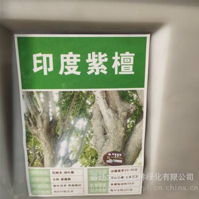 优质新采林木种子 印度檀香种子 发芽*** 价格便宜 ***