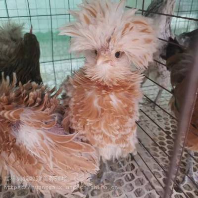 翻毛鸡卷毛鸡观赏鸡