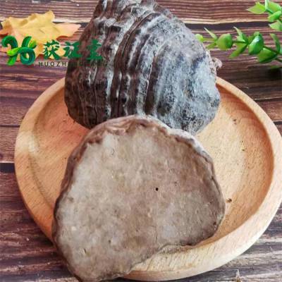 木蹄灵芝 无硫野个木蹄菌个药食同源