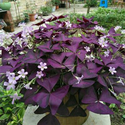 青海酢浆草 绿化用时令草花 酢浆草报价