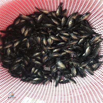 【春天里我们这样干】武义：水上“春耕” 珍珠蚌苗全面投产抢占早春市场助增收(图1)