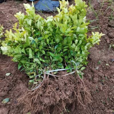 4金森女贞苗】价格_厂家 - 中国供应商