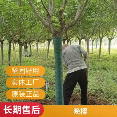 合理售晚樱 地径14 15公分 先花后叶 基地培育庭院绿化 朋辉苗木 一站式采购