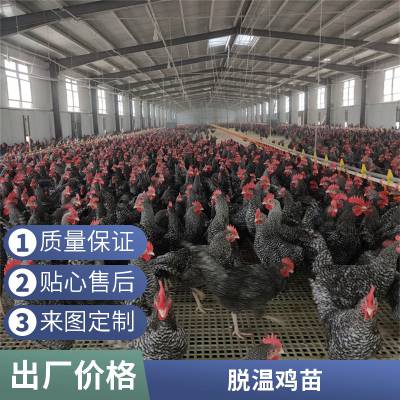 鑫天宏 抗病能力好芦花鸡 农家养殖出栏散养改良活体元宝鸡