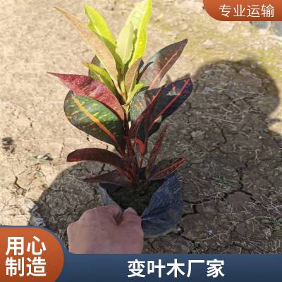 苗圃直供变叶木 小区庭院公园观赏绿化种植苗 盆栽地被植物