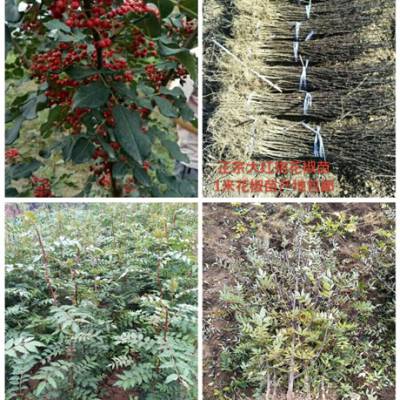 优质花椒苗采购基地 山西1-2年生花椒苗种植大户