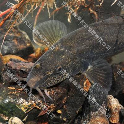 2023年花泥鳅鱼苗预定510公分花泥鳅苗价格表北方花泥鳅鱼苗空运包