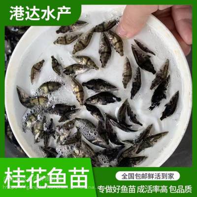 繁殖孵化基地供应桂花鱼苗 3-5厘米鳜鱼苗花鲫鱼苗