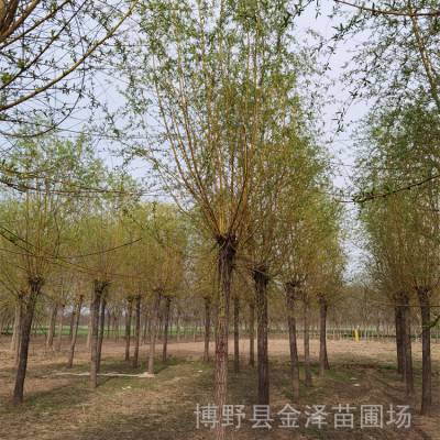 金丝垂柳树 远销江苏淮安 适应性强 景区观赏