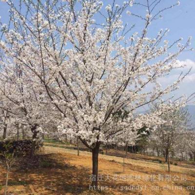 大花地园林 出售地径4公分日本早樱花树 樱花自产自销 苗圃现货