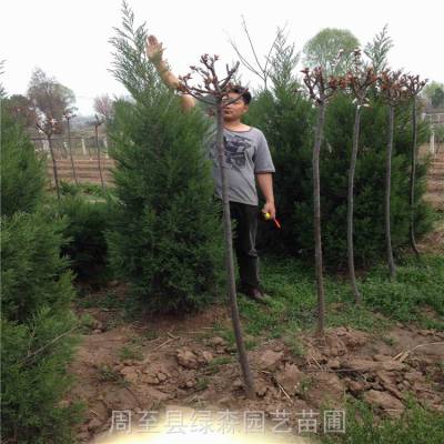 西安苗木批发-塔柏树能种坟前么-陵园墓地塔柏种植-周至苗木批发