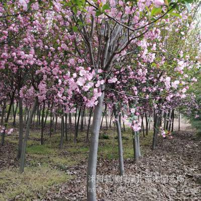 垂丝海棠 日本盆栽海棠花苗庭院风景绿化苗木 品种齐全