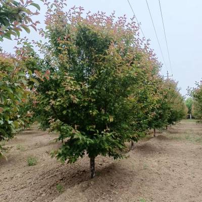 雨泽供应绚丽海棠苗 10-20公分绚丽海棠 观赏树 园林景观行道树