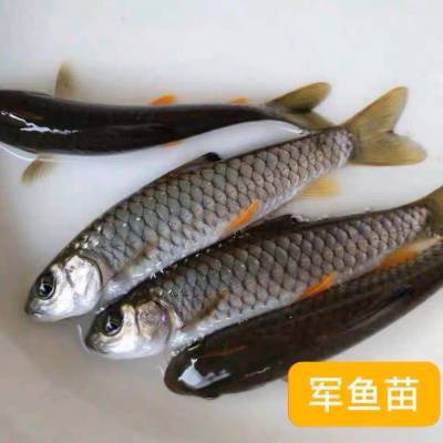 军鱼苗淡水养殖食用活体黄娟鱼苗青竹鲩鱼苗河石坚鱼苗倒刺鲅鱼苗