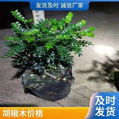 胡椒木 园林绿化栽植 花镜花坛景观工程苗木 盆景盆栽观赏