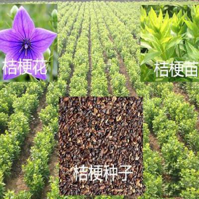 亳州富家桔梗种子种植利润