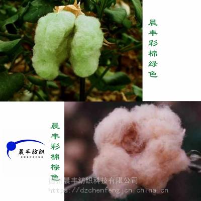 天然彩棉纱线 生态棉花 天然色彩 彩色棉花 棕色彩棉 绿色彩棉 德州晨丰纺织供应天彩棉纱