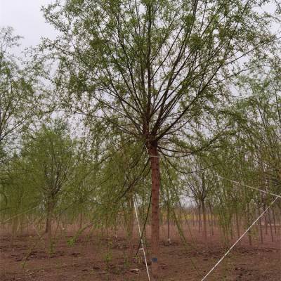 4公分柳树 园林苗木 大冠幅 景区观赏