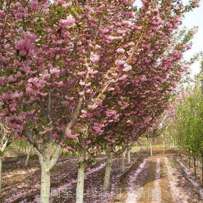 周至高杆樱花批发 百亩樱花基地 工程绿化乔灌木采购