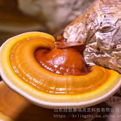 灵芝出芝菌包 康瑞灵芝种植 菌棒厂家 食用菌菌种制作 操作简单易管理