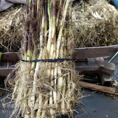 兴安盟芦苇苗供应 芦苇种苗施工种植 货源充足