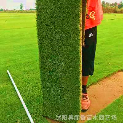 剪股颖草坪价格高尔夫球场沙培草坪的品种地毯草