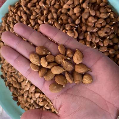 耐寒毛桃嫁接砧木苗 毛桃芽苗 嫁接李子用砧木苗