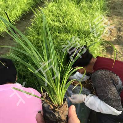 青绿苔草基地预测北京青绿苔草价格