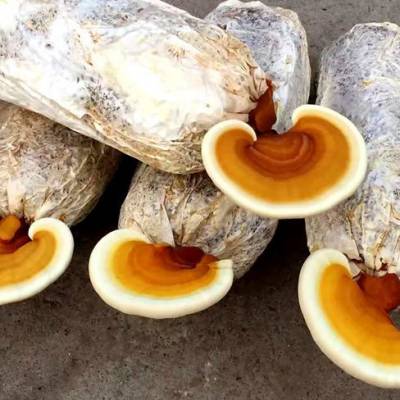 灵芝出芝菌袋 占地补偿食用菌 灵芝袋 灵芝种植技术 冠县灵芝菌包 灵芝菌种菌袋批发