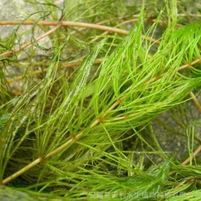 耐寒水草金鱼藻苗,净化水质沉水植物,基地出苗造价低