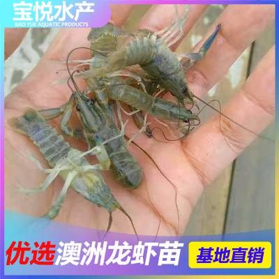ˮСϺƷ Ϻ