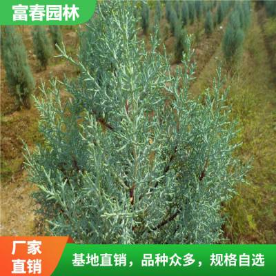 蓝冰柏苗植物 球类观赏景区园林观花造景绿化工程苗