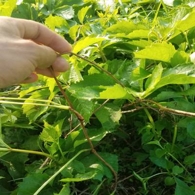 墙体绿化苗 50-60-80高爬山虎小苗参考价格
