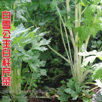 雪白芹菜种子 白芹菜 实心白芯芹菜 雪白实心种子 蔬菜种子