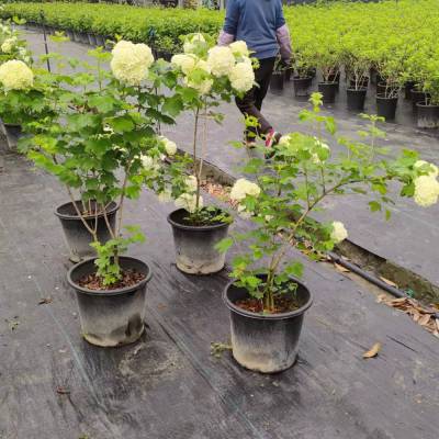 开花植物木本绣球花 盆栽树苗 花期长 树形优美 爬藤花卉】价格_厂家